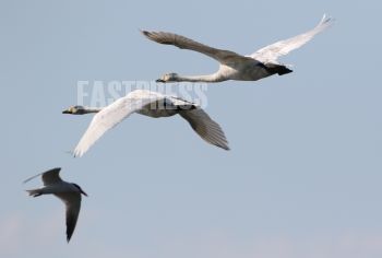 EA345574, Eastpress, Porvoo, Finland